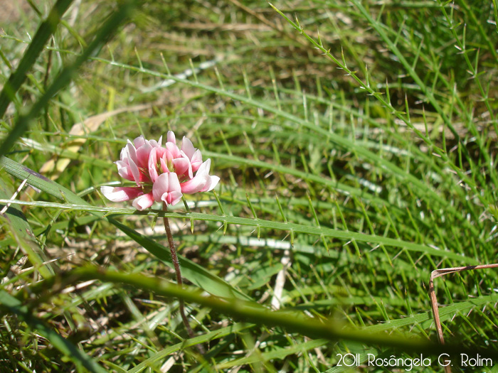 Trifolium polymorphum