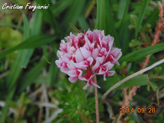 Trifolium polymorphum