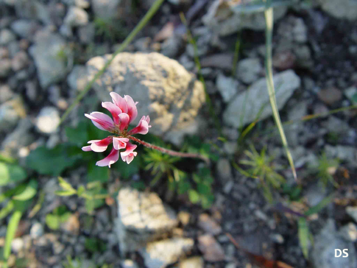 Trifolium polymorphum