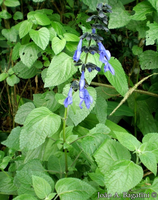 Salvia guaranitica