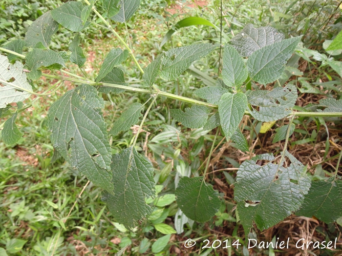 Salvia guaranitica