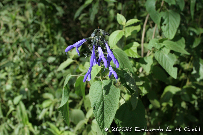 Salvia guaranitica