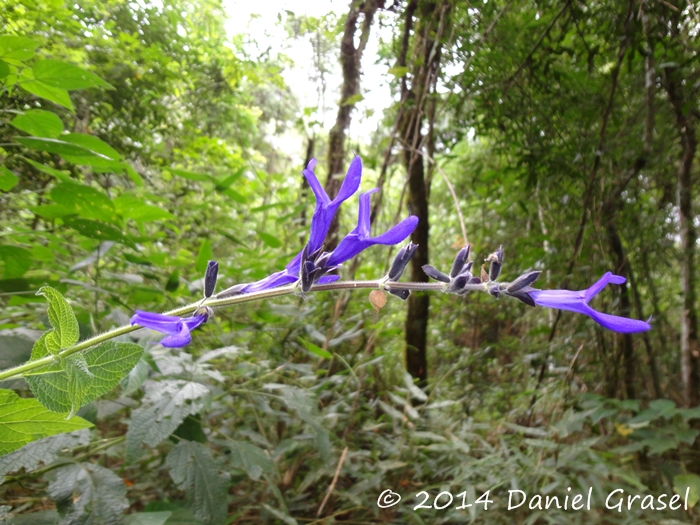 Salvia guaranitica