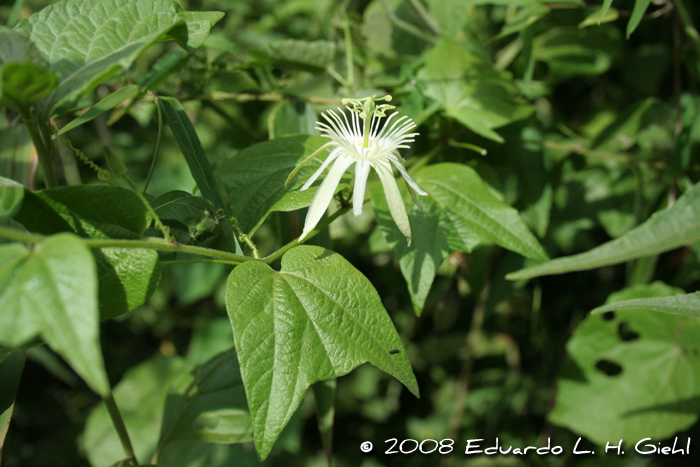 Passiflora capsularis