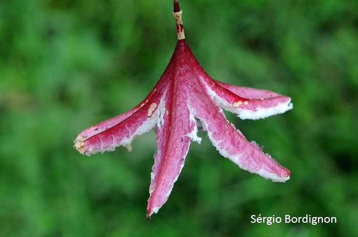 Passiflora capsularis