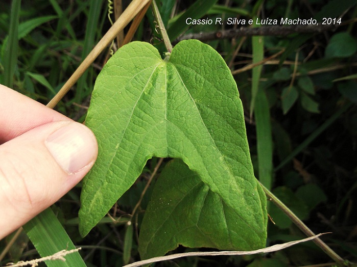 Passiflora capsularis