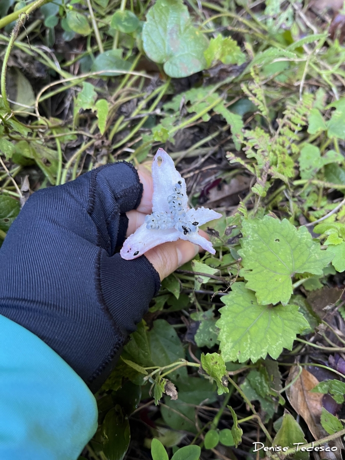 Passiflora capsularis