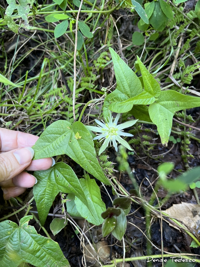 Passiflora capsularis