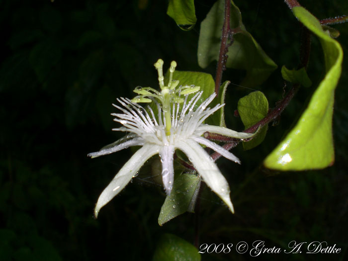 Passiflora capsularis