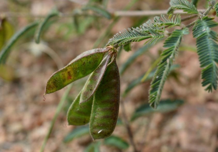 Neptunia pubescens