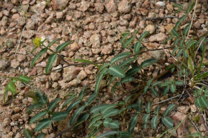 Neptunia pubescens