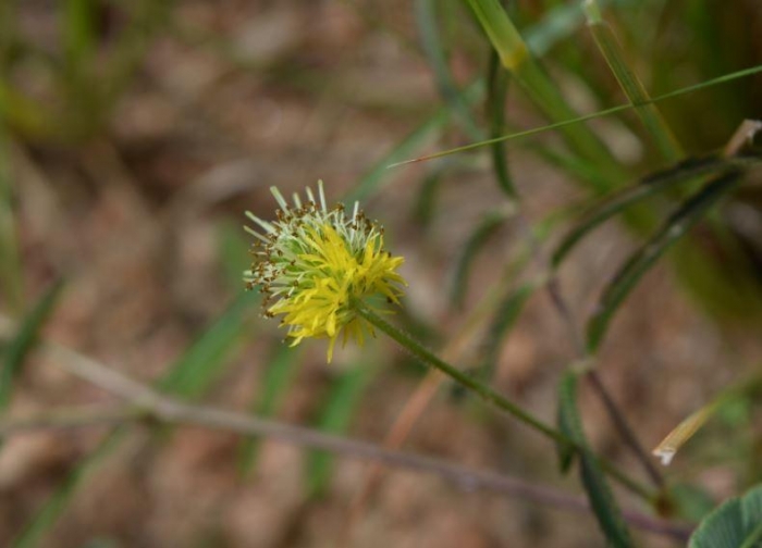 Neptunia pubescens