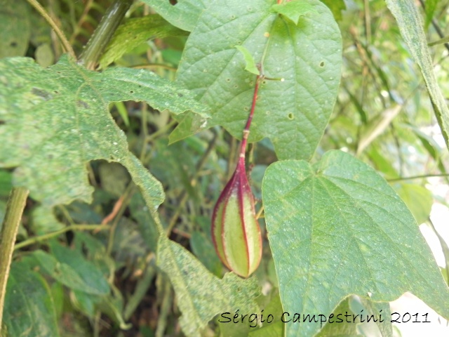 Passiflora capsularis