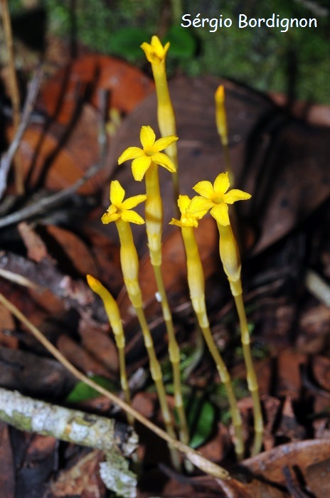 Voyria aphylla