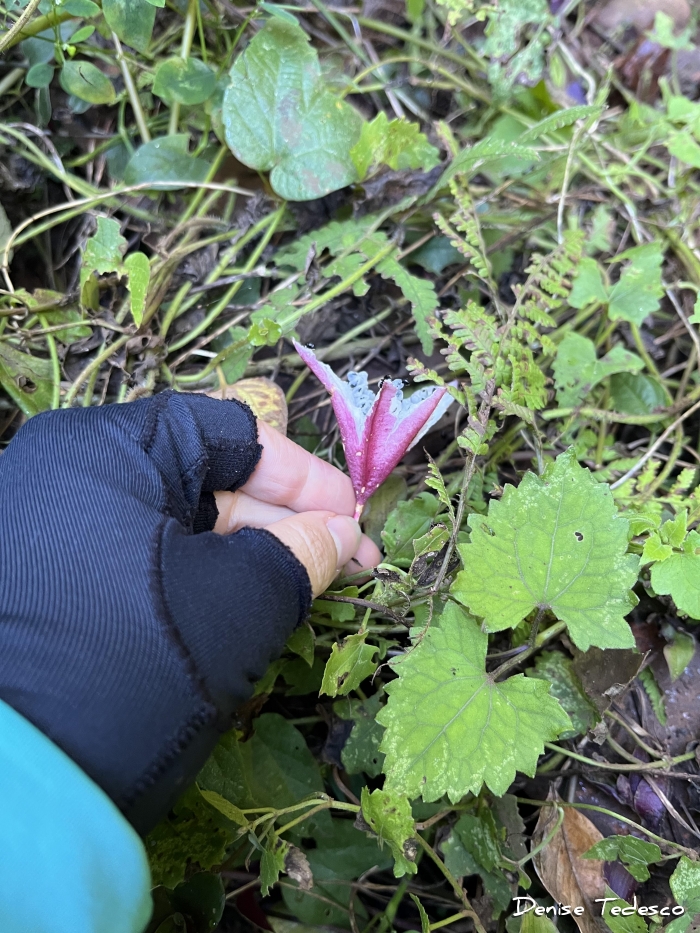 Passiflora capsularis
