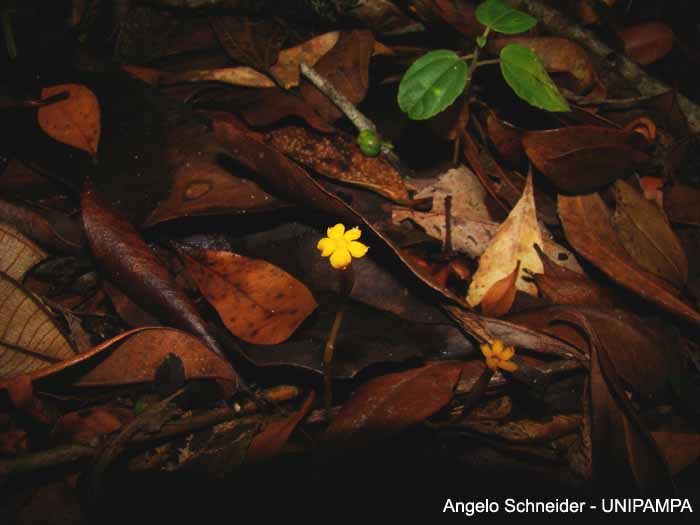 Voyria aphylla