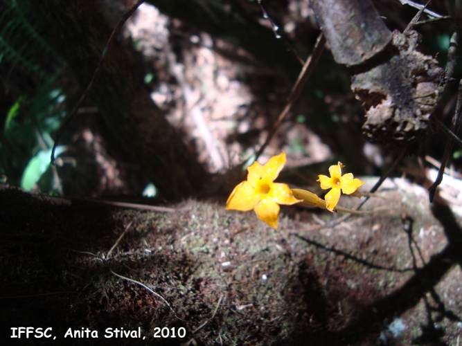 Voyria aphylla