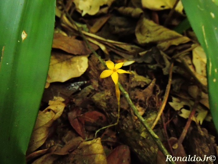 Voyria aphylla