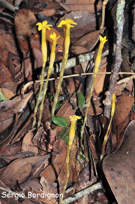 Voyria aphylla