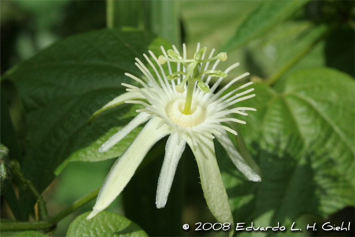 Passiflora capsularis