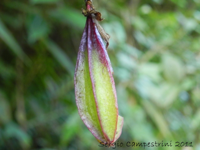 Passiflora capsularis