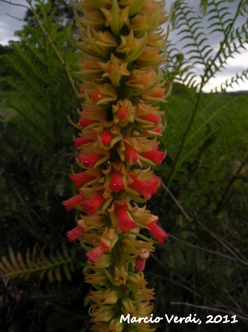 Sinningia curtiflora