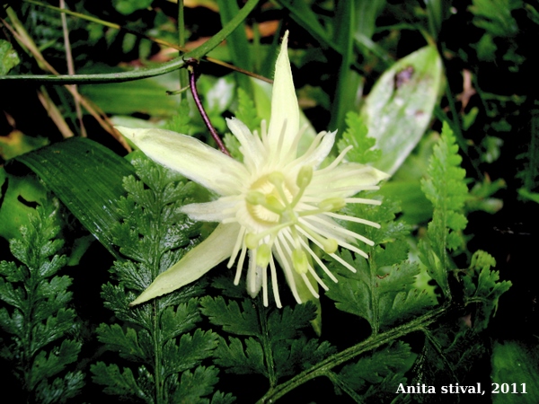 Passiflora capsularis