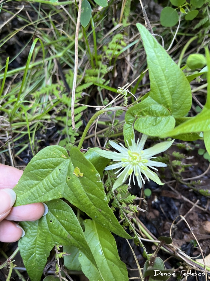 Passiflora capsularis