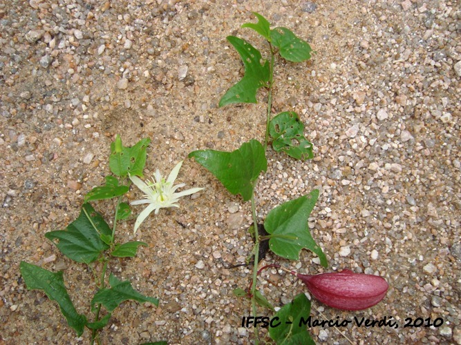 Passiflora capsularis