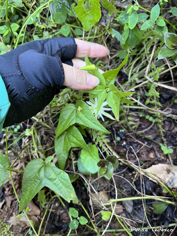 Passiflora capsularis