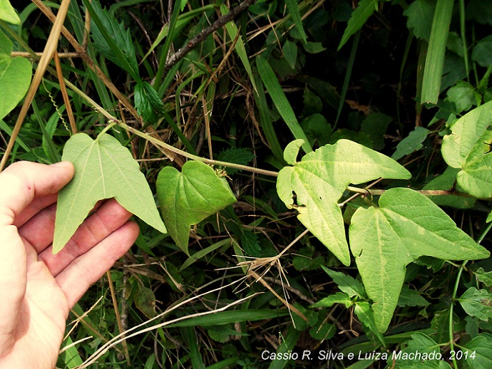 Passiflora capsularis