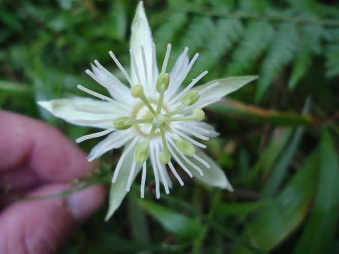 Passiflora capsularis