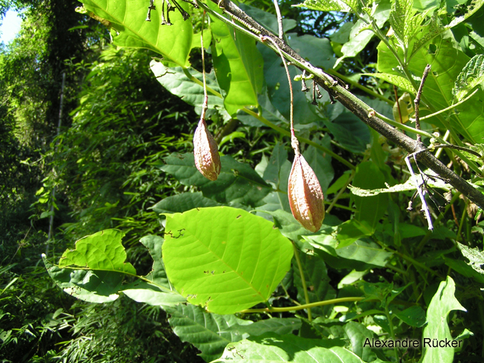 Passiflora capsularis