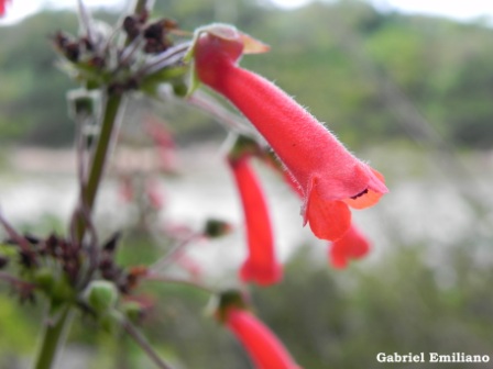 Sinningia aggregata