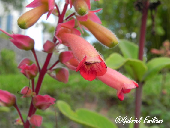 Sinningia warmingii