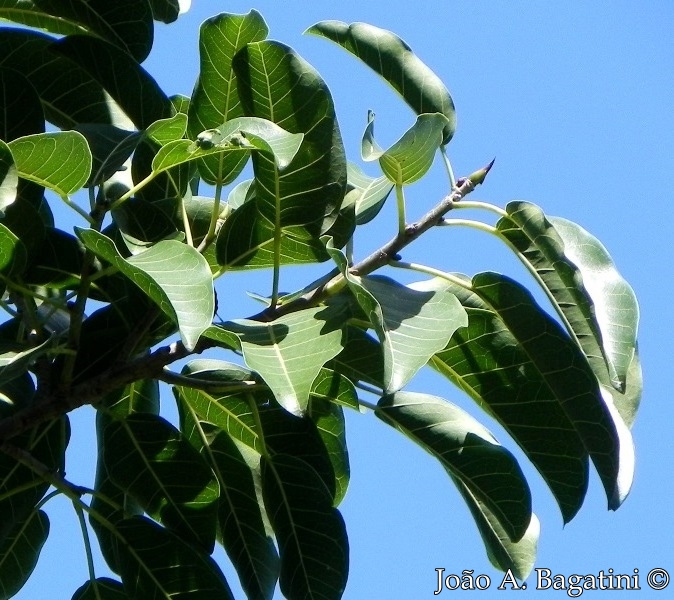 Ficus luschnathiana