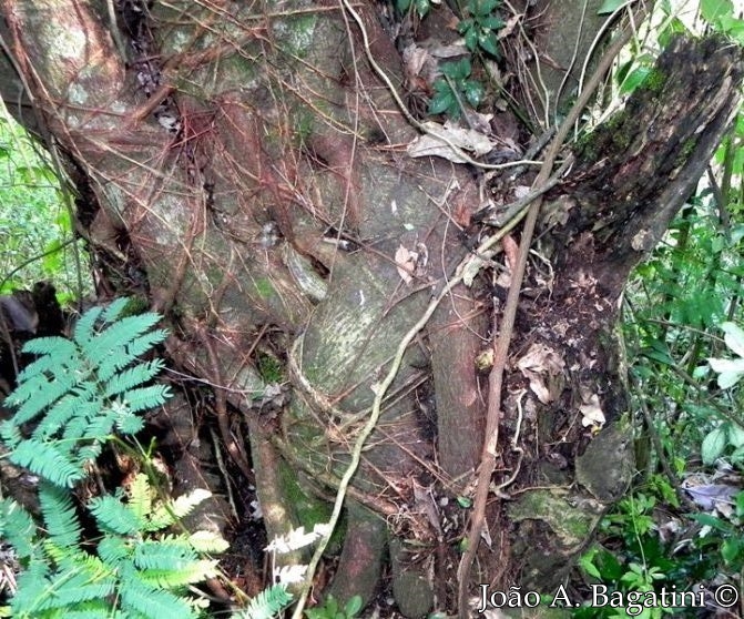 Ficus luschnathiana