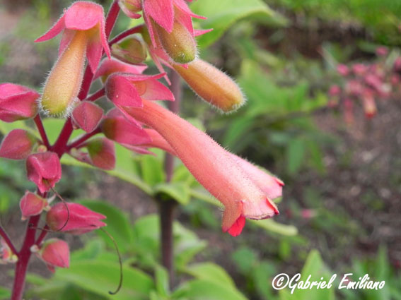 Sinningia warmingii