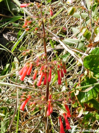 Sinningia aggregata
