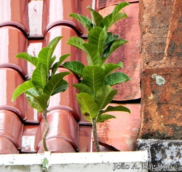 Ficus luschnathiana