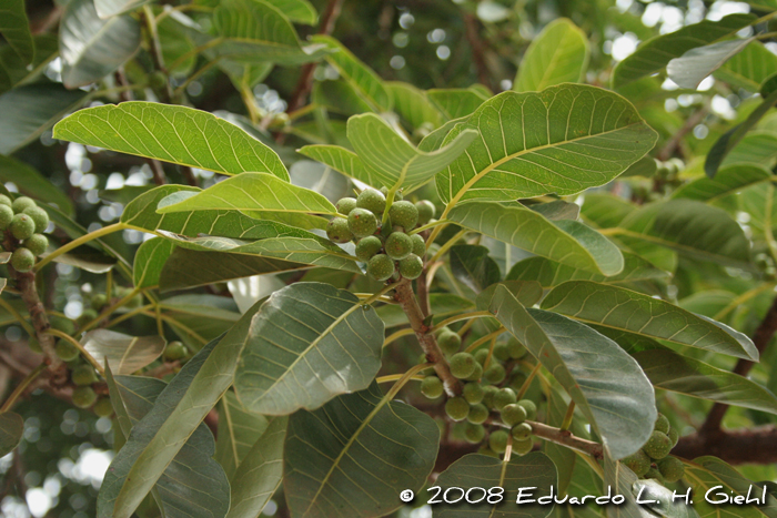 Ficus luschnathiana