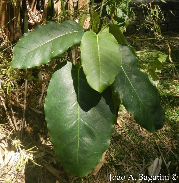 Ficus luschnathiana