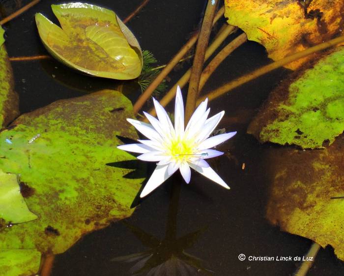 Nymphaea pulchella