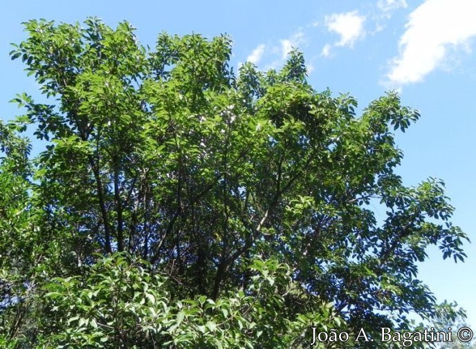 Ficus luschnathiana