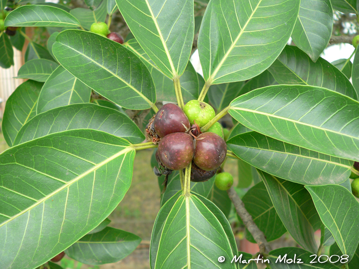 Ficus luschnathiana