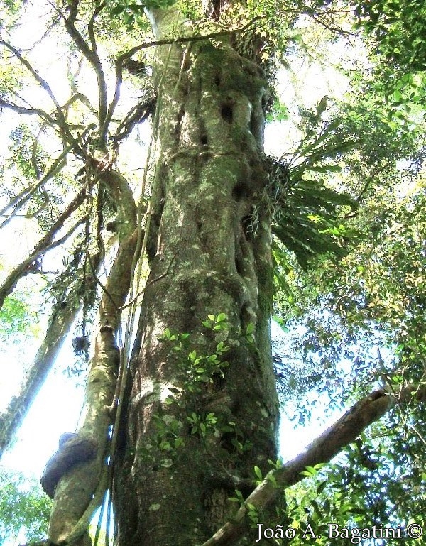 Ficus luschnathiana