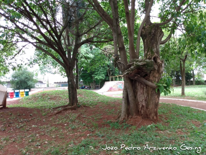 Ficus luschnathiana