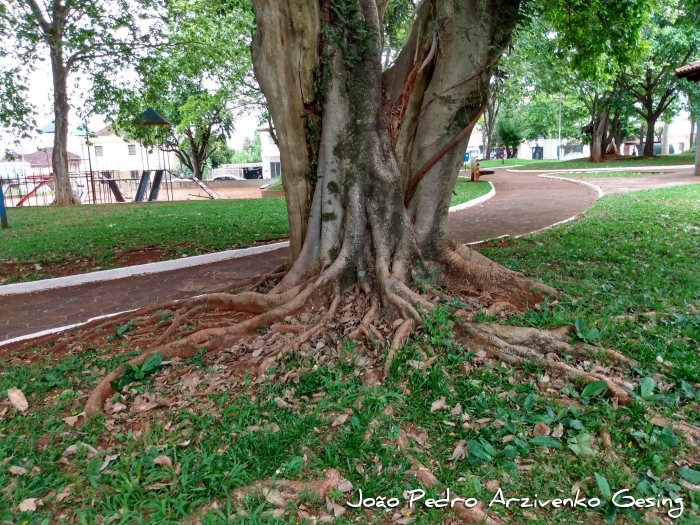 Ficus luschnathiana