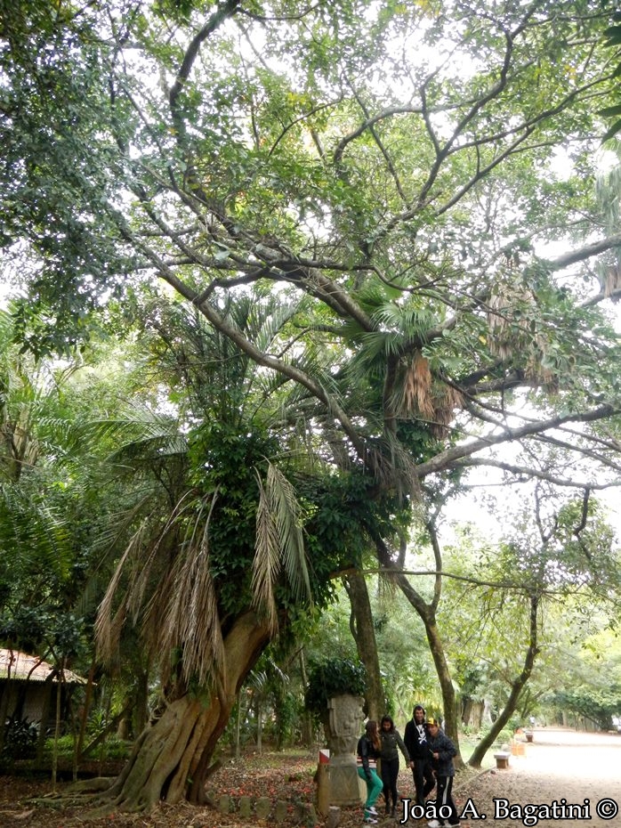 Ficus luschnathiana