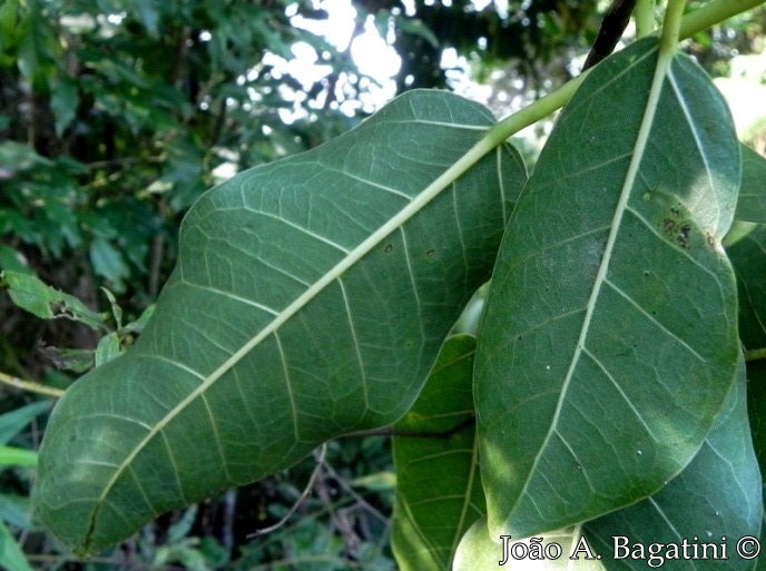 Ficus luschnathiana